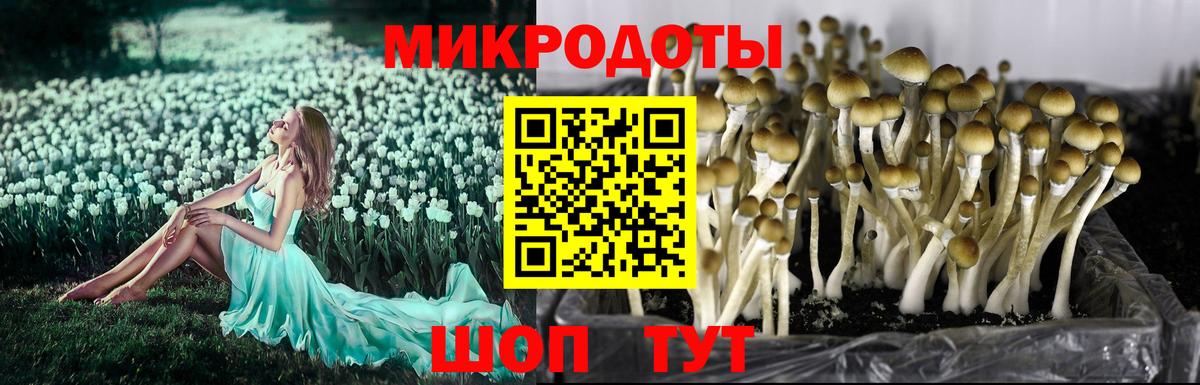 Галлюциногенные грибы GOLDEN TEACHER  Псилоцибиновые грибы мухоморы  Канск  Вход с VPN 